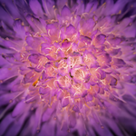 Violeta