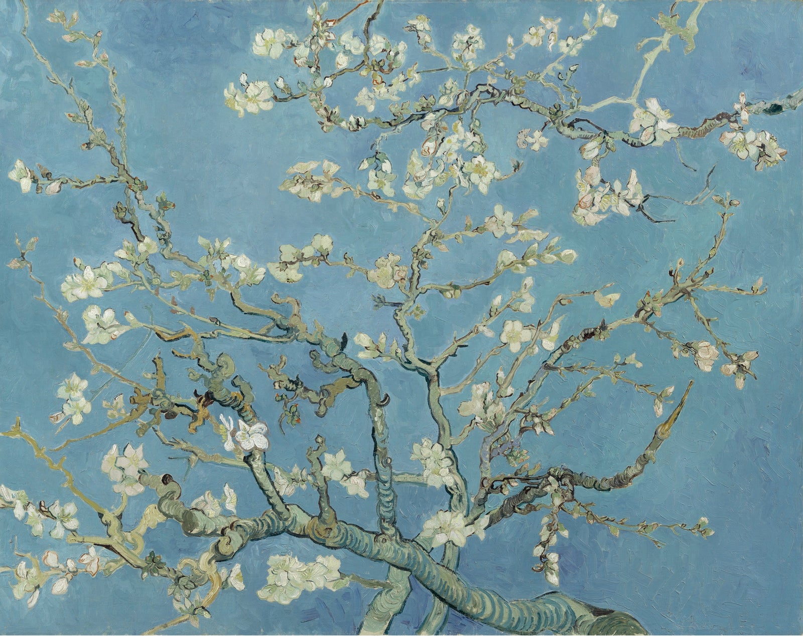 Almond Blossom