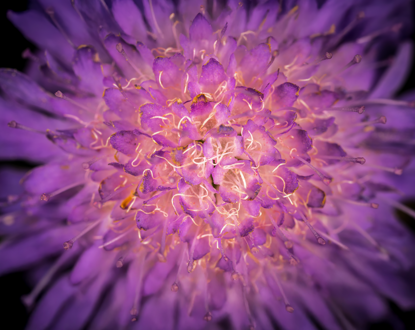 Violeta
