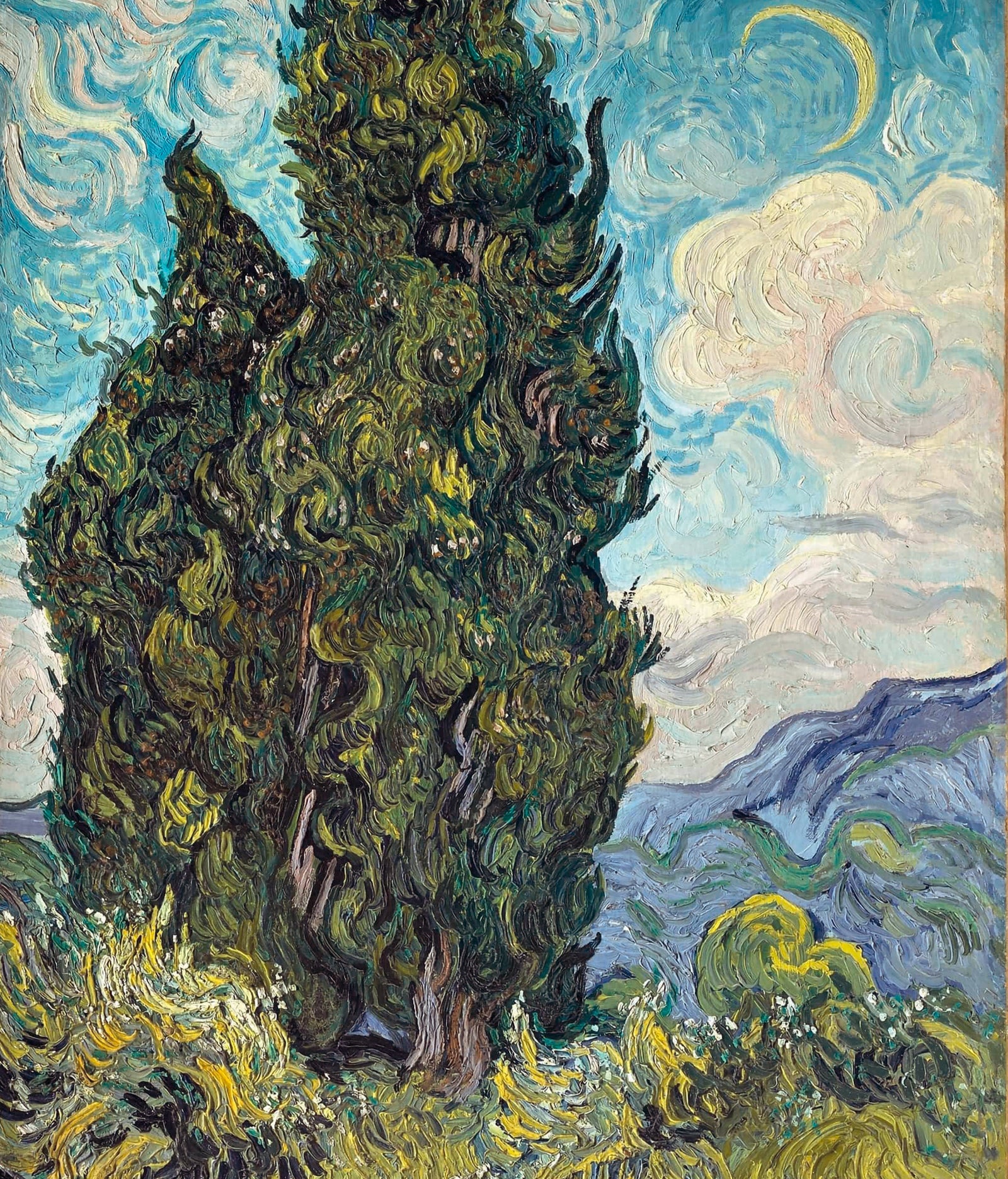 Cypresses