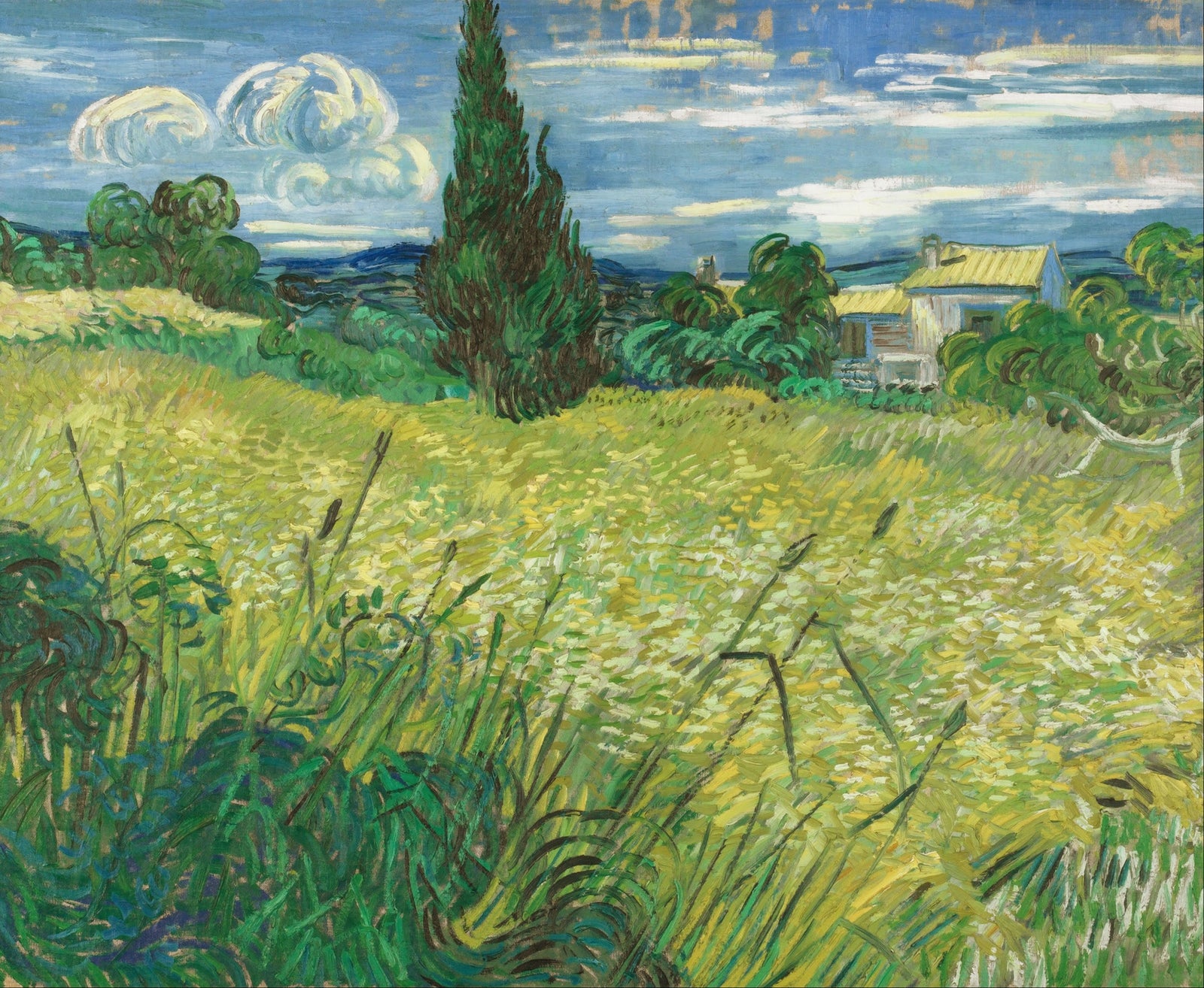 Green Wheat Field